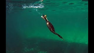 Shag hunting fish Cormorant [upl. by Gebler]