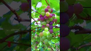 Grapes tree 🌴fruitcutting fruitgarden shorts [upl. by Halimak821]