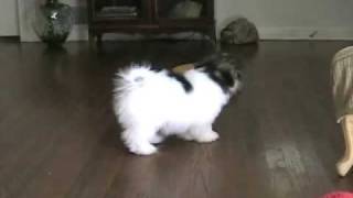 Coton de Tulear Black amp White Boys [upl. by Wilkens]