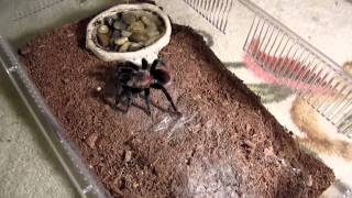 Brachypelma vagans Feeding [upl. by Tyson]