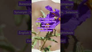 Solanum virginianum youtubeshorts trendingshorts trending botany plantscience [upl. by Eidna395]