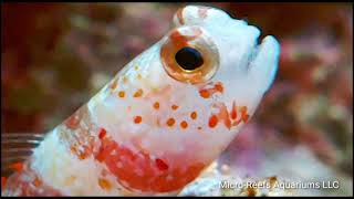 Wheelers Goby in Macro Video [upl. by Ruthe]