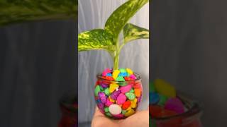 How to propagate Pothos homedecor indoorplants happiness showpiece gardening diy [upl. by Ahsiuqal]