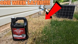 ELIMINATOR WEED AND GRASS KILLER 1 WEEK LATER [upl. by Tirrej]