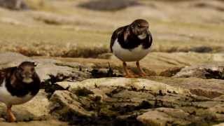 Ruddy Turnstones Arenaria interpres  2 [upl. by Arak]