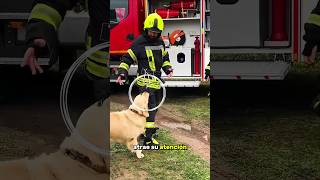 ¡El perro pide ayuda a los bomberos [upl. by Naujuj]