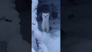 Ermine Frolicking in the Snow [upl. by Loy]