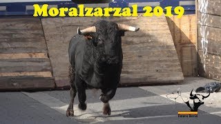 Encierros Moralzarzal 2019 domingo 22 [upl. by Liza]