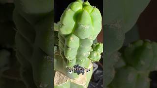 Australian Trichocereus Import called Espiritu cactusjeff grafts trichocereus cactus cacti [upl. by Harshman18]