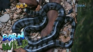 Born to be Wild Observing the Banded Sea Krait on a snake island [upl. by Fritze]