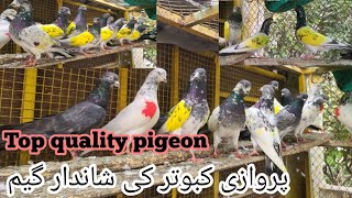 Pigeon sale in Rawalpindi  Parwazi achy kabootar 2024  pigeon market 03005112398pigeon [upl. by Laon]