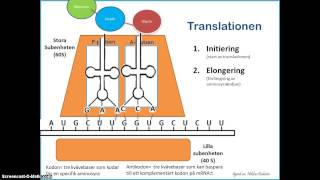 Proteinsyntesen  Translationen [upl. by Retsevlys986]