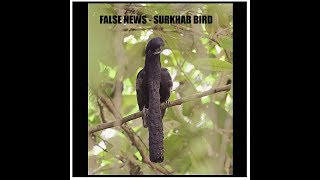 TRUTH ABOUT SURKHAB BIRD [upl. by Gretna593]