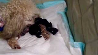 Toy Poodle Giving Birth [upl. by Rosco285]