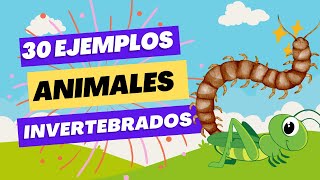 30 Ejemplos de Animales Invertebrados I 30 ANIMALES INVERTEBRADOS [upl. by Tobin969]