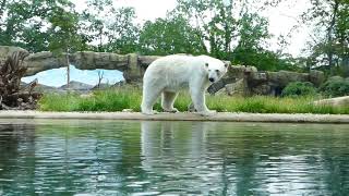 Rostocker Eisbär springt ins Wasser [upl. by Ocir]