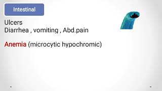 Hookworms Ancylostoma duodenale amp Necator americanus الديدان الخطافيةالانكلستوما [upl. by Clarie]