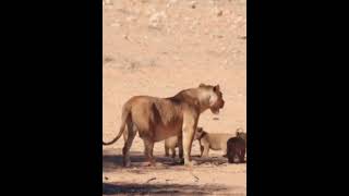 LiOns Cubs sticking ClOse tO MOmanimals wildlifeshorts [upl. by Huntington]