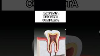 ESMALTE DENTINA POLPA E MAIS anatomiadental anatomiadodente anatomiabucal anatomiaoral [upl. by Felita]