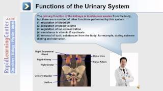 Urinary System Fluid Electrolyte and AdidBased Balance  Part 1 of 4 [upl. by Esialb]