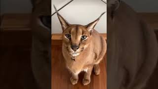 Caracal Hissy fit 2 [upl. by Frederiksen]