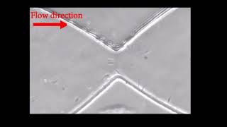 Strictures of a microchannel impose fierce competition to select for highly motile sperm [upl. by Syah385]