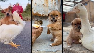 Funny Dogs of TikTok Compilation  Doggos Doing Funny Things TIK TOK 3 [upl. by Naylor]