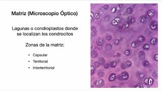 ESFUNO  BCT  Tejido Cartilaginoso y Óseo parte 1 [upl. by Aniaz]