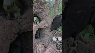 Strange video of an eagle watching a bird in a hole in the groundbird beautiful love eggs [upl. by Krid]