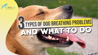 3 Types of Dog Breathing Problems and What to Do [upl. by Adrianne561]