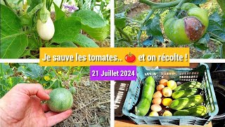 👨‍🌾La saison bat son plein on récolte 🥒🥔 on repique 🌱 bouillie sur les tomates 🍅 [upl. by Sheehan]