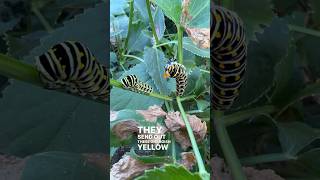 Black Swallowtail Caterpillar Antennas nature caterpillar plantnative nativeplants conservation [upl. by Reniti]