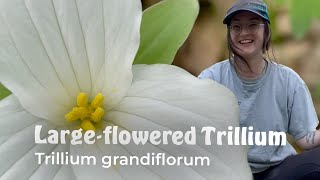 Largeleaved Trillium Trillium grandiflorum  Native Wildflower Identification [upl. by Cahn]