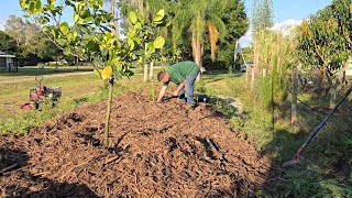 Planting Santol Geffner Atemoya Ross Sapote Langka at Canistel [upl. by Ydnes]