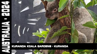 Kuranda Koala Gardens Kuranda Australia 2024 [upl. by Shaffer]