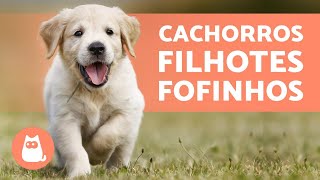 FILHOTES DE CACHORRO  TOP VÍDEOS para amar muito [upl. by Yatnuhs]