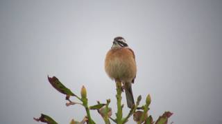 ホオジロ（3）さえずりと地鳴き  Meadow Bunting  Wild Bird  野鳥 動画図鑑 [upl. by Blasius]