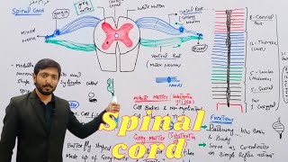 Spinal cord CNS2  Biology 12th  Chapter 17  Lecture 16 [upl. by Carla]