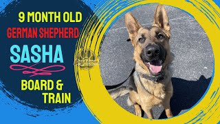 9mo German Shepherd Sasha  Best Philadelphia Dog Trainers  Off Leash K9 Training Philadelphia [upl. by Daffodil996]