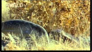 A Honey Badger Against A Monitor Lizard Early  Orginal Broadcast Version [upl. by Savadove]