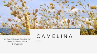 Camelina research  Diverse Field Crops Cluster [upl. by Frentz]