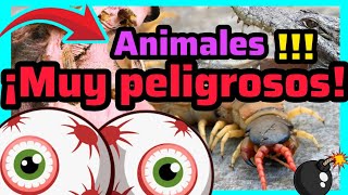 TOP 10 👉ANIMALES PELIGROSOS ❌🐍🦈 ¡DATOS QUE NO SABÍAS HACE POCOS MINUTOS Y QUE TE SORPRENDERÁN 🐅‼️ [upl. by Bishop25]