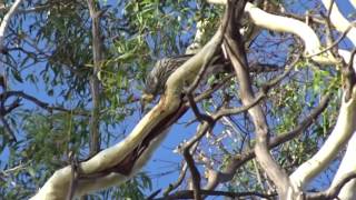 Yellow Wattlebird [upl. by Llehsam73]