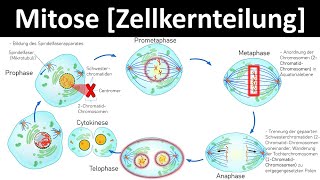 Mitose Zellkernteilung  Prophase Metaphase Anaphase Telophase 26  Biologie Oberstufe [upl. by Puett693]