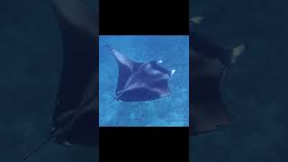 Huge Manta Ray Filter Feeding on Zooplankton  Maldives [upl. by Eniruam305]