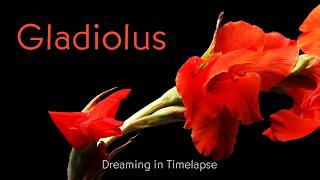 Gladiolus  Timelapse with Music [upl. by Gwendolyn851]