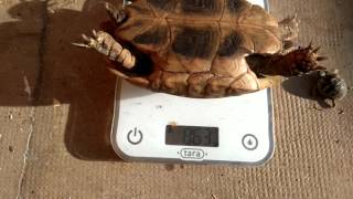 Tortue hermann comment peser sa tortue [upl. by Ylime]