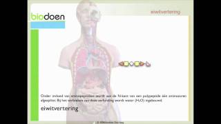 Biodoen  eiwit vertering 2 van 4 [upl. by Nnalyrehc]