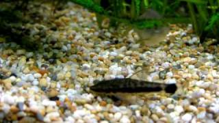 Otocinclus macrospilus Otto cats [upl. by Reteid]