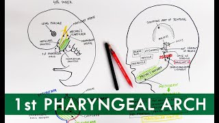 First Pharyngeal Arch and its derivatives  Embryology Tutorial [upl. by Eittap982]